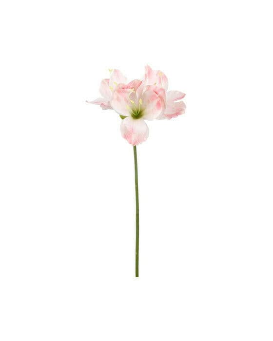 Amaryllis leikkokukka vaaleanpunainen – Newport