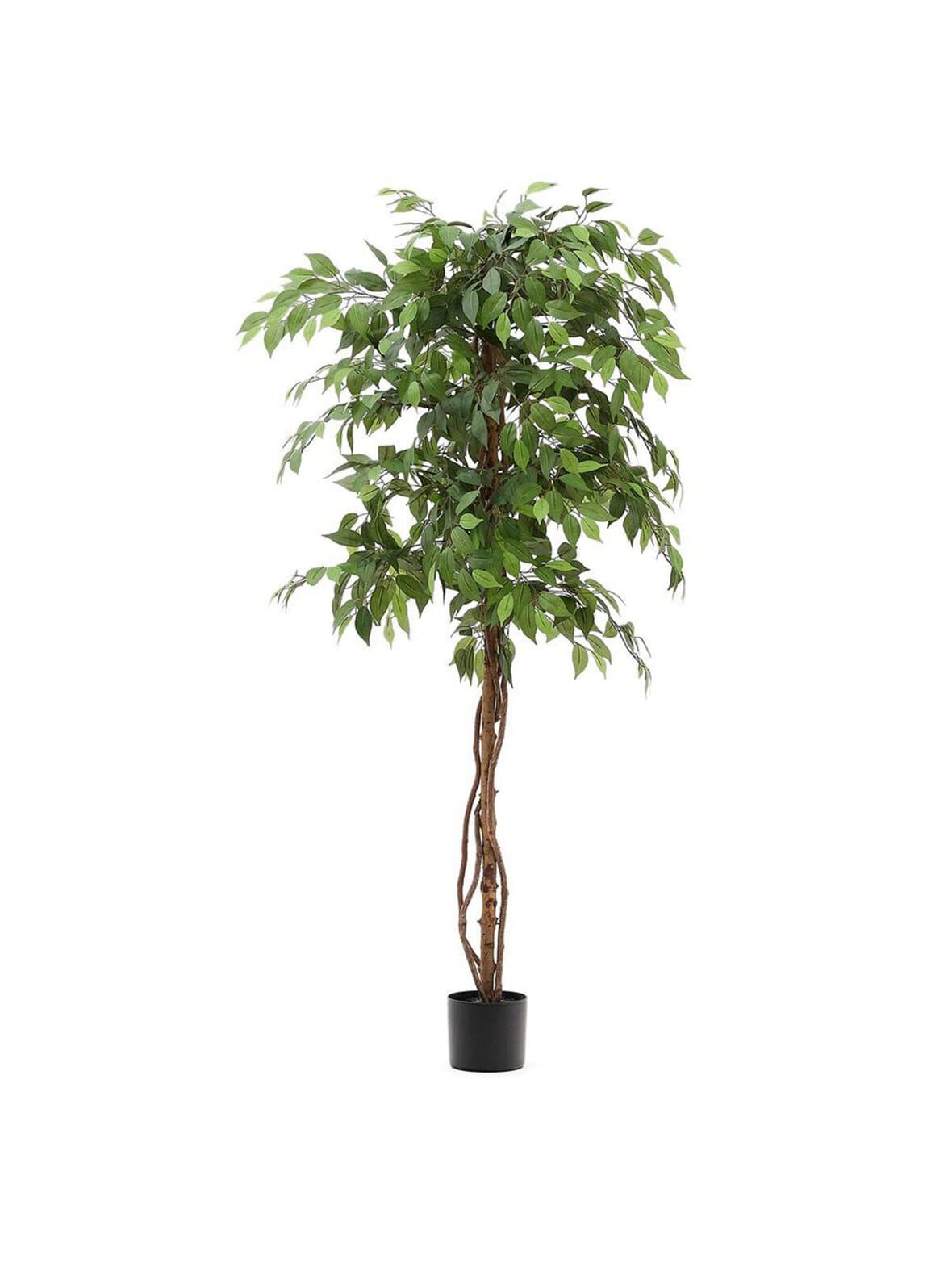 Ficus-tekokasvi k 180 cm – Kave Home