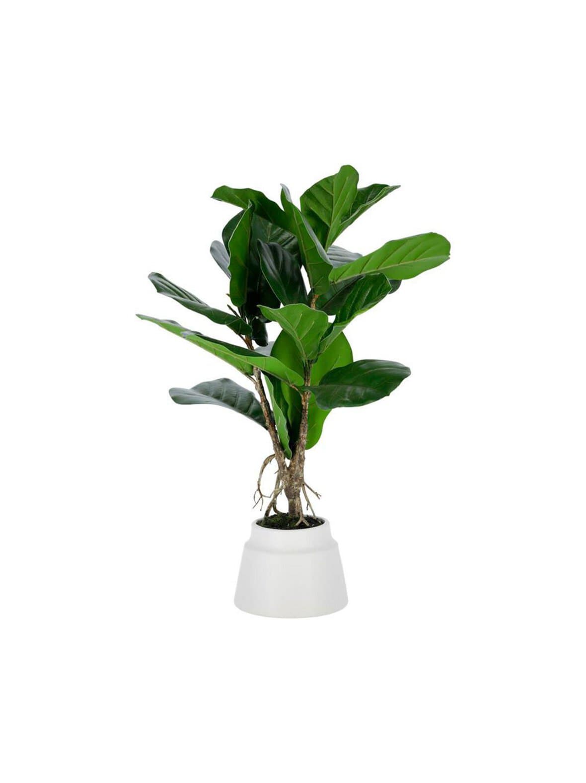 Lyrata-tekokasvi k 60 cm – Kave Home