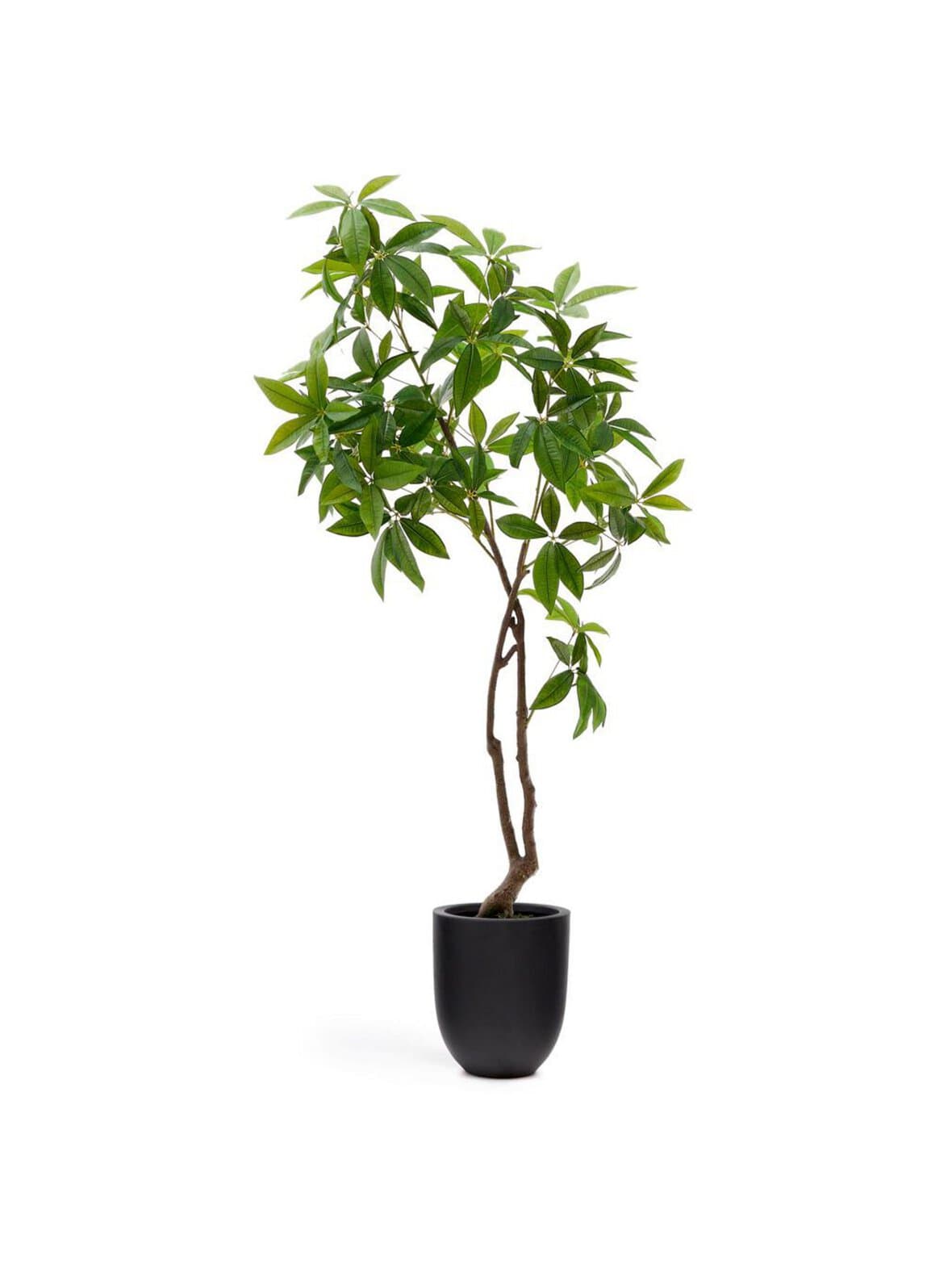 Pachira-tekokasvi k 180 cm – Kave Home