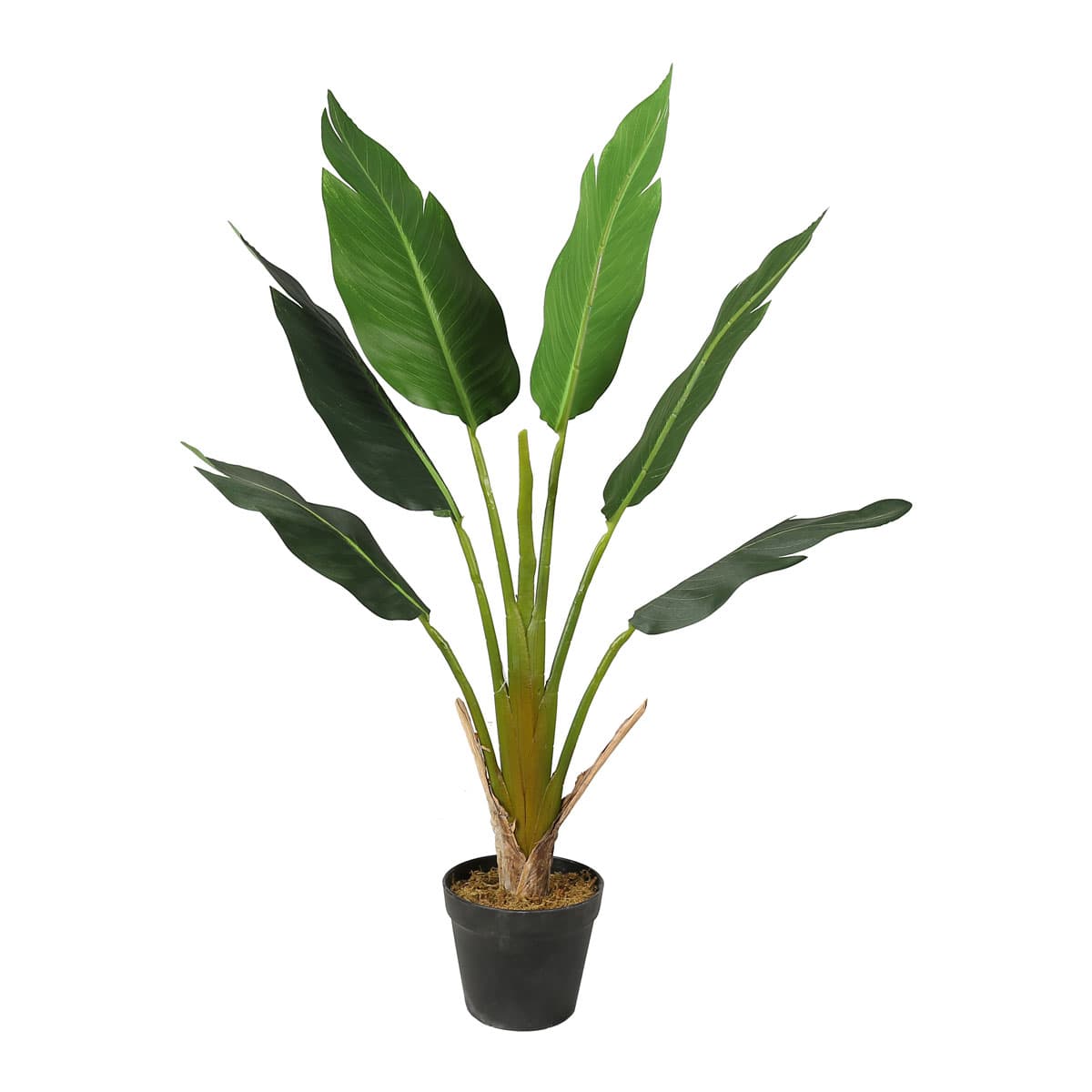 Lykke Tekokasvi Strelitzia Tree 90cm – Lykke