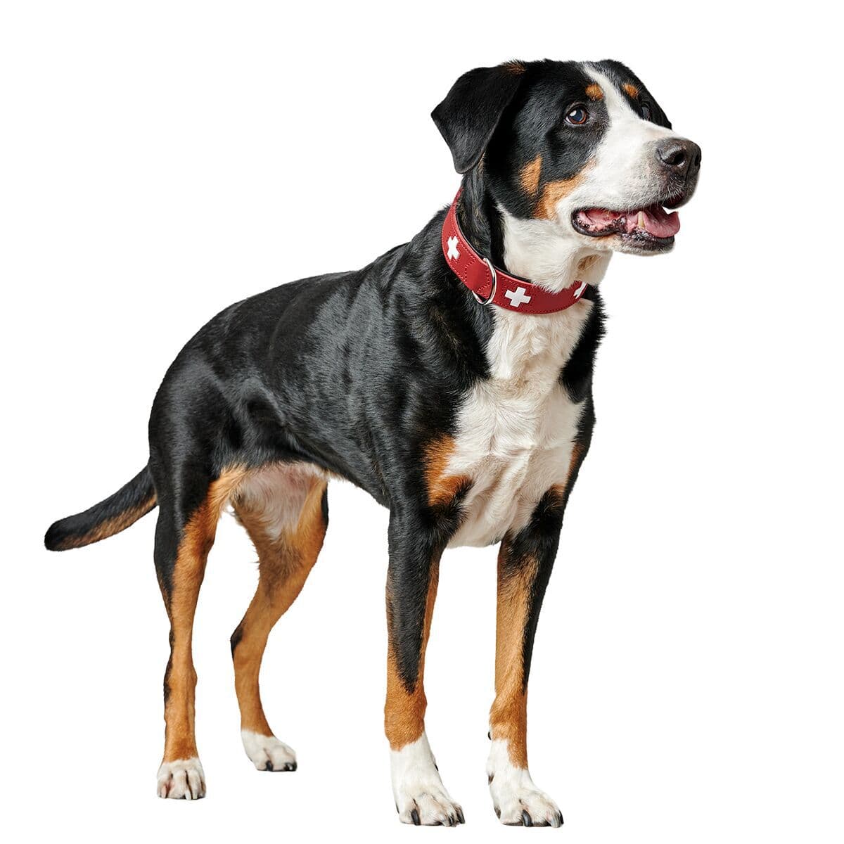 Hunter Collar Swiss Red – Hunter