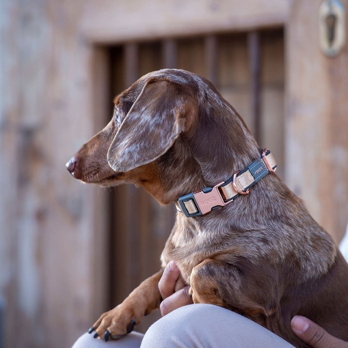 Rogz Urban panta, kulta – Rogz