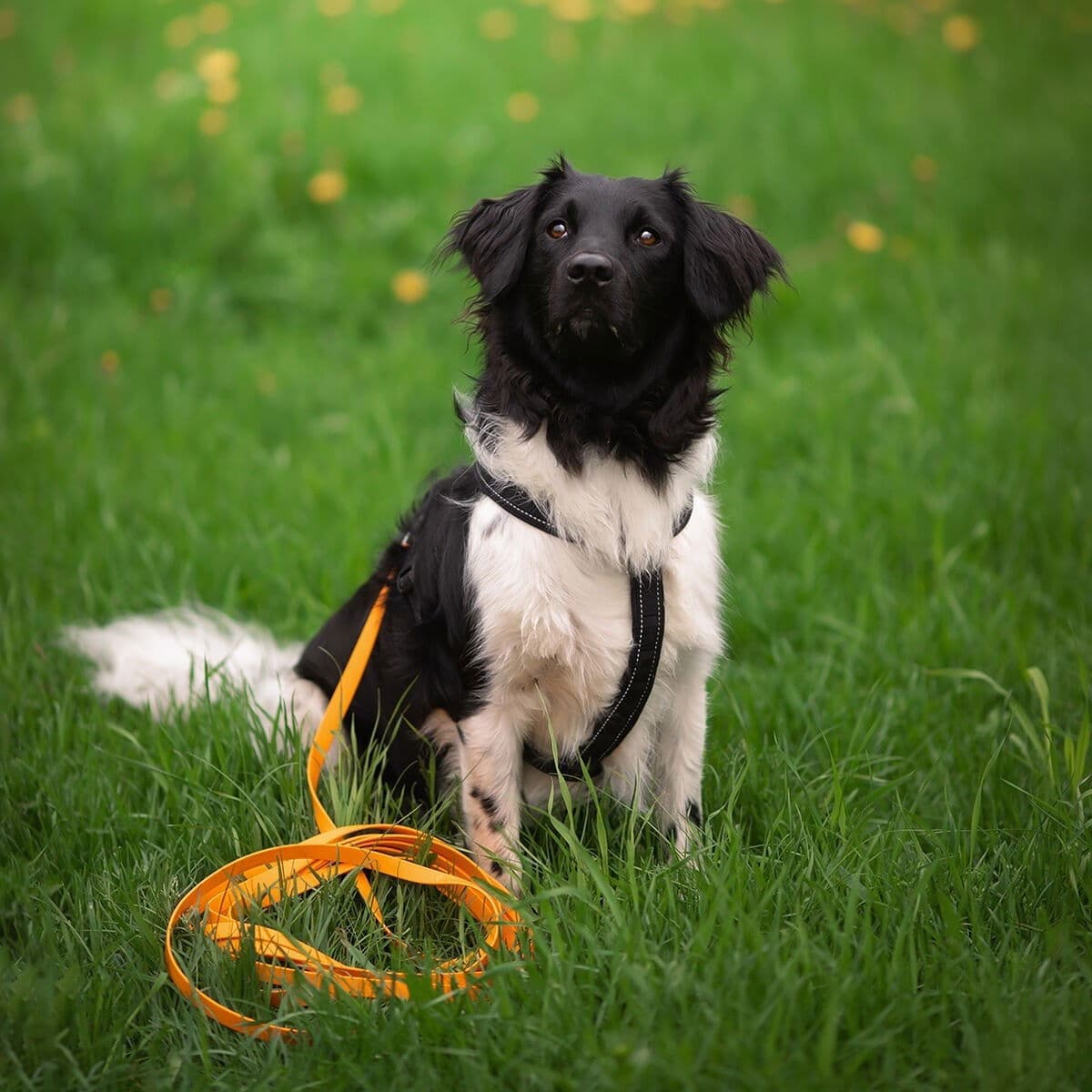 Treeniliina Tyylivoitto Working 6m, oranssi – Tyylivoitto