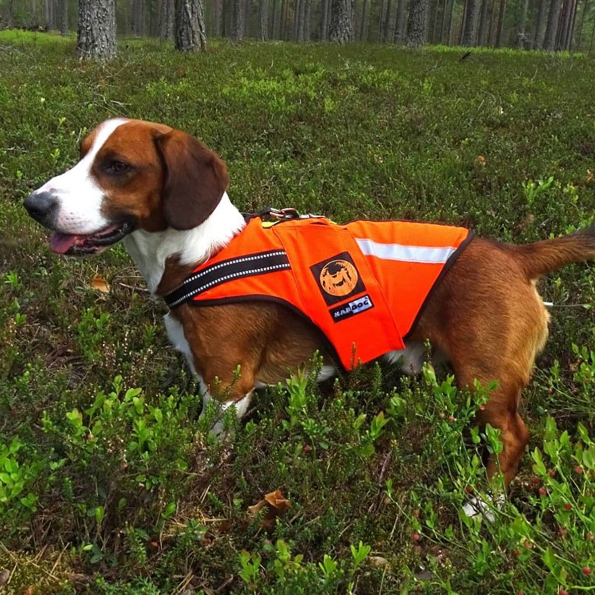 Kelluttava liivi Jeri, Kardog – Kardog