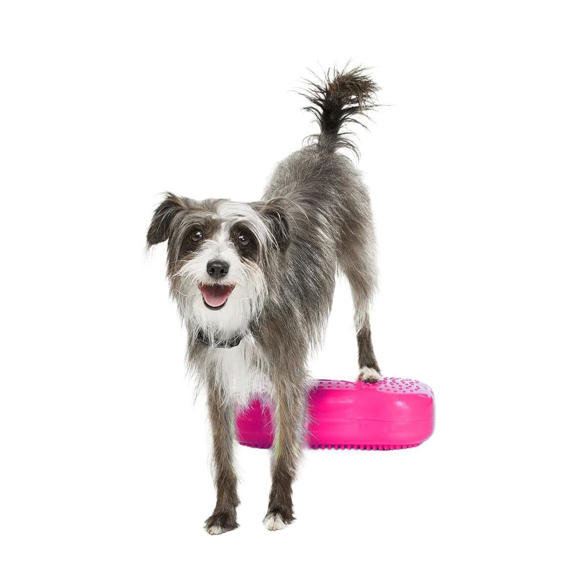 FitPaws K9FitBone Mini, 29 x 17 x 7 cm – FitPaws