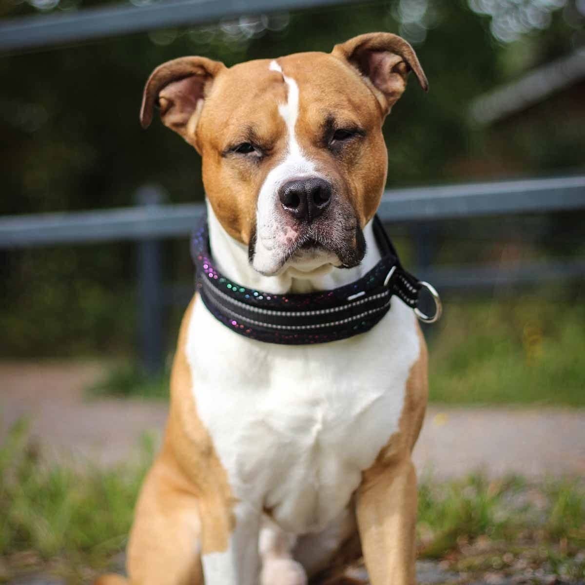 Kusse&Kutta extraleveä panta, musta kimalle – Kusse & Kutta