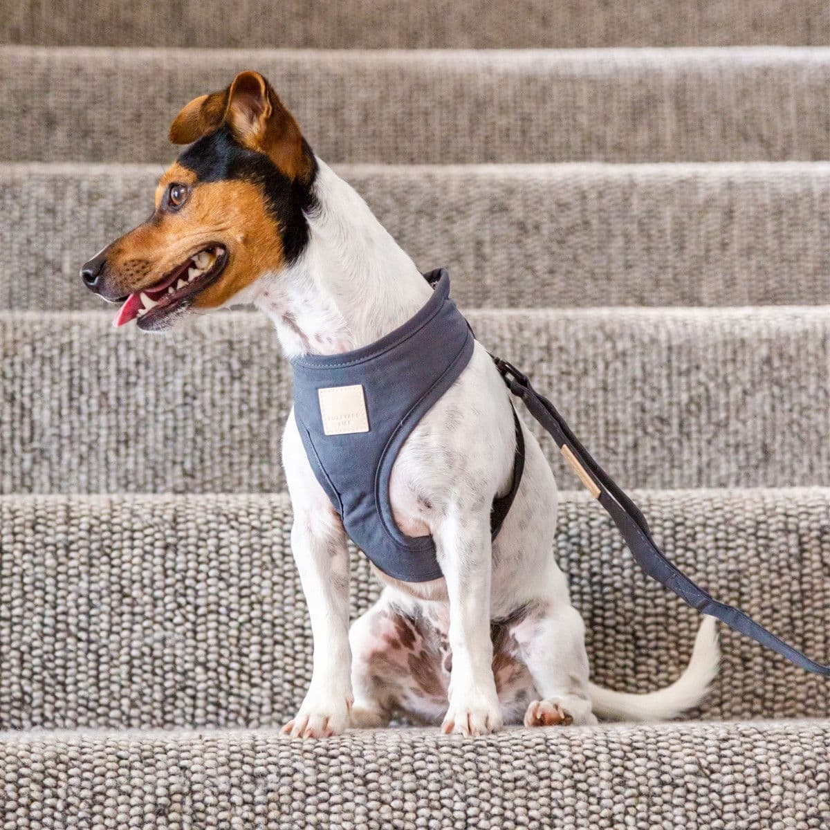 Valjaat koiralle FuzzYard Life, harmaa – FuzzYard