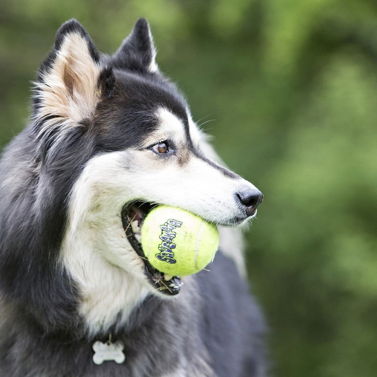 KONG Airdog Squaker Ball narulla, 6 cm – Kong