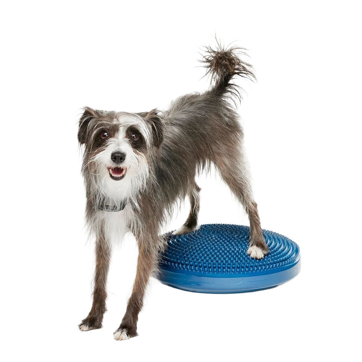 FitPaws-koiran tasapainotyyny, 36 cm – FitPaws