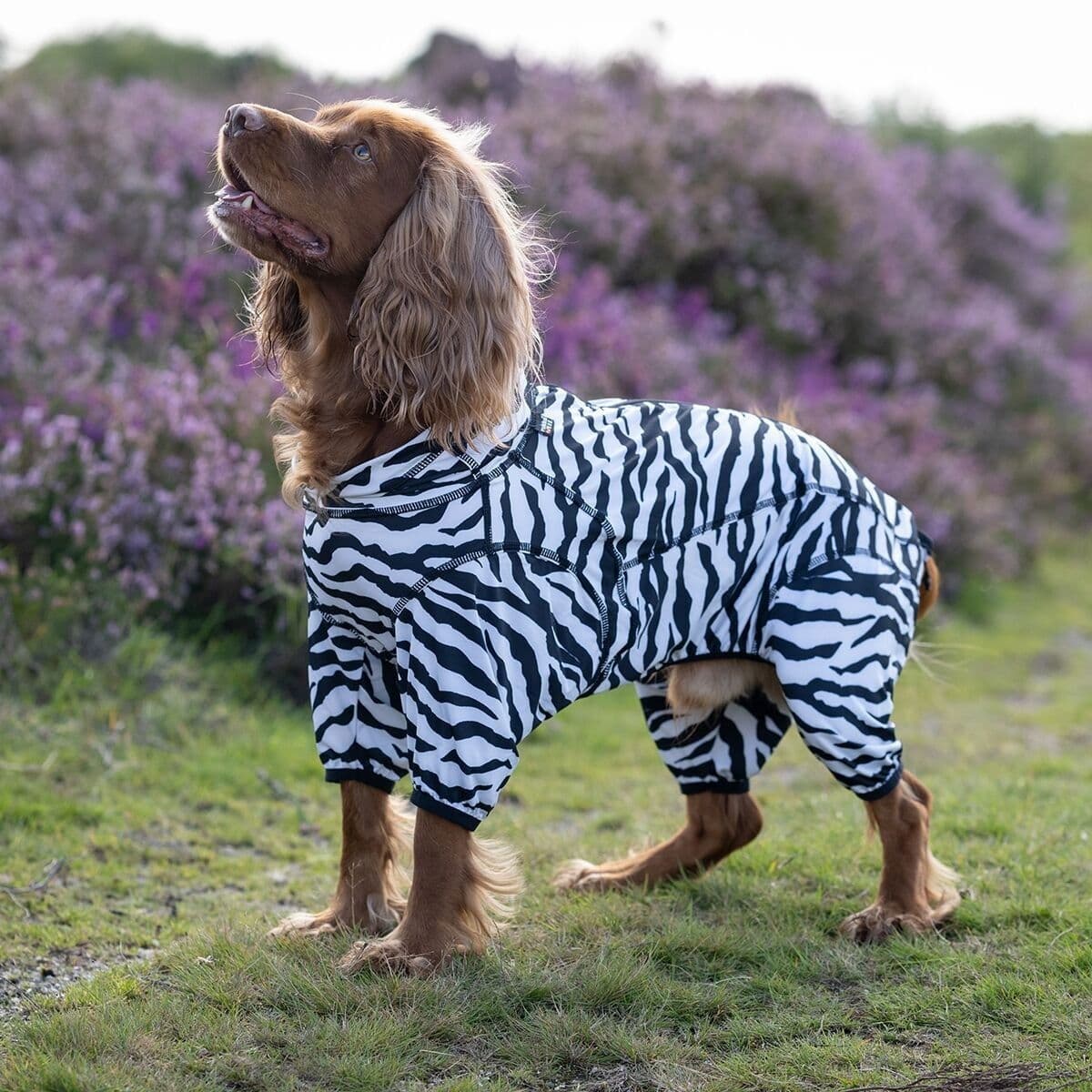 Rukka Zebra koiran haalari – Rukka