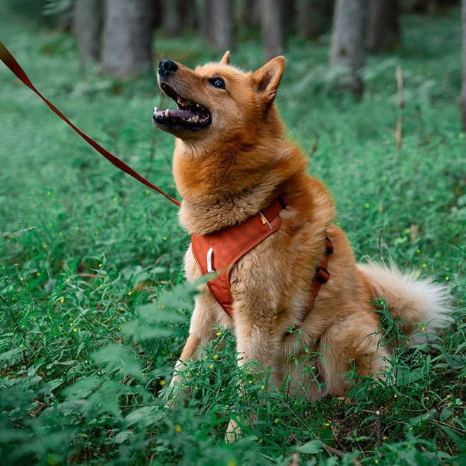 Y-valjaat koiralle Woolly Wolf Roam, Terracotta Ripple – Woolly Wolf