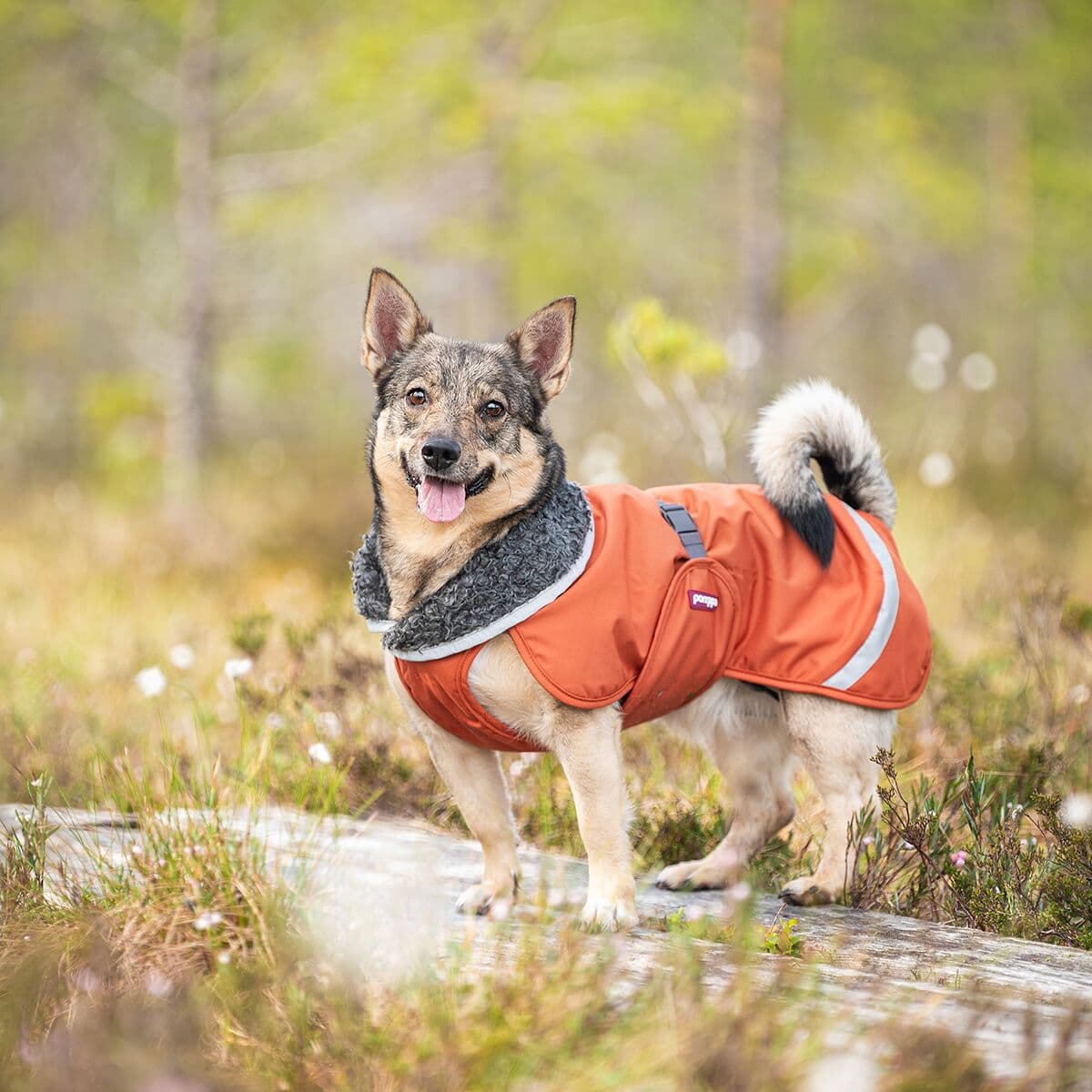 PerusPomppa Rust – Pomppa