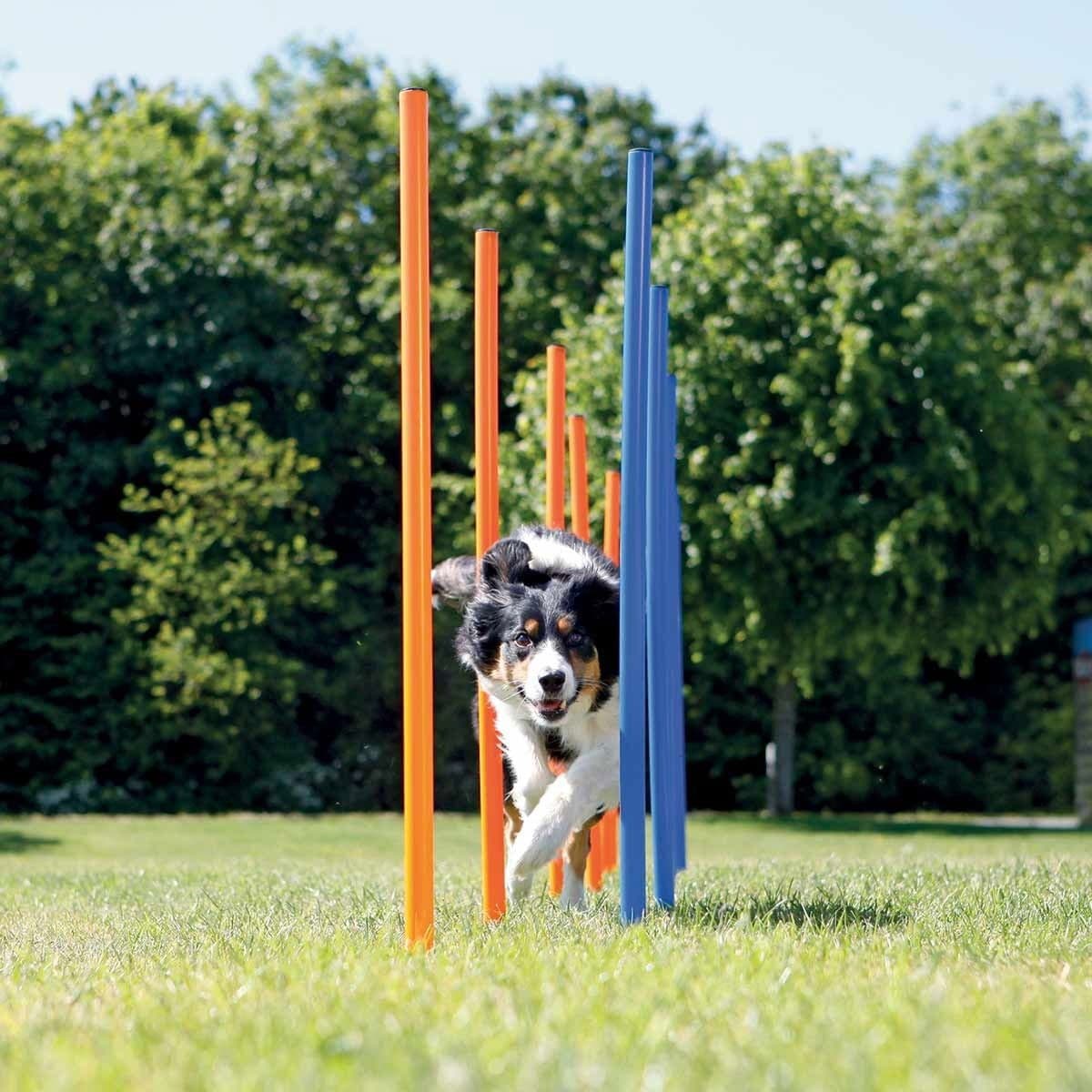 Agility pujottelueste Trixie 12 keppiä – Trixie