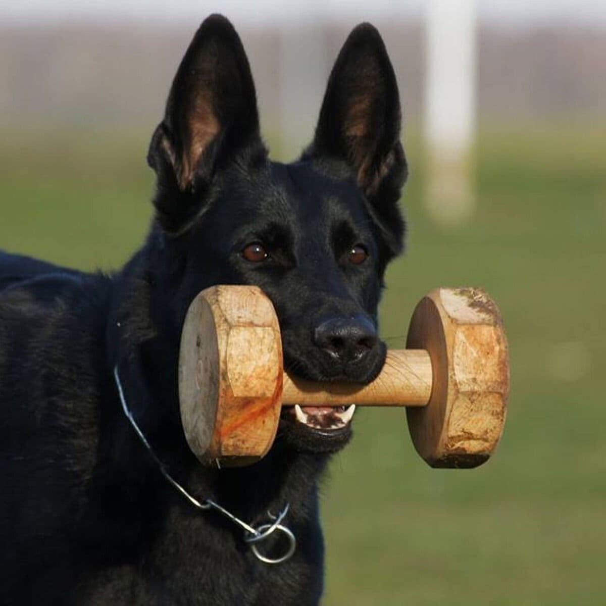 Dingo Gear PK noutokapula – Dingo Gear