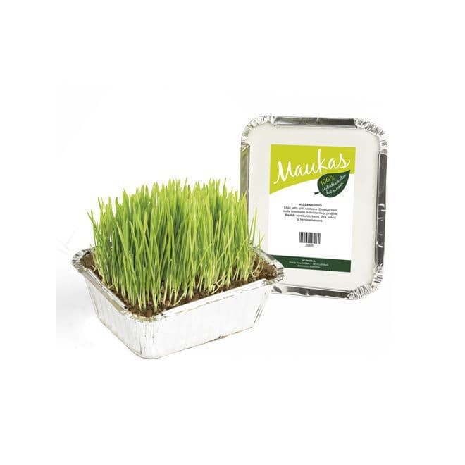 Maukas Kissanruoho – Maukas