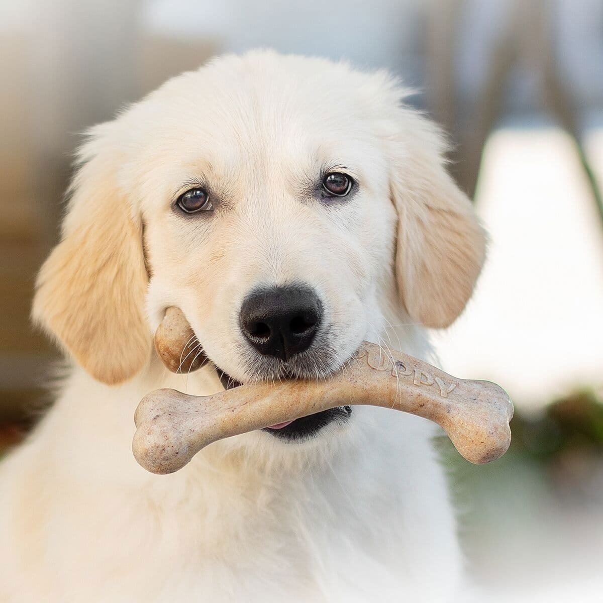 Benebone Puppy Wishbone Bacon – Benebone